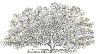 Bedford Oak